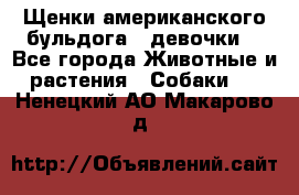 Щенки американского бульдога ( девочки) - Все города Животные и растения » Собаки   . Ненецкий АО,Макарово д.